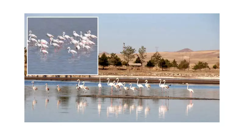 Ulaş Gölü, Kuraklıkla Mücadele Eden Flamingolara Sığınak Oldu!