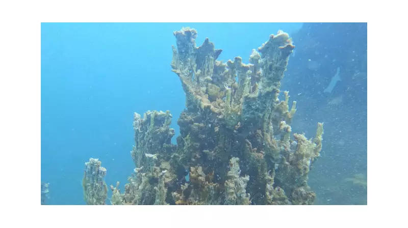 Van Gölü'nde Dev Keşif: 70 Metrelik Mikrobiyalit Şaşkına Çevirdi!