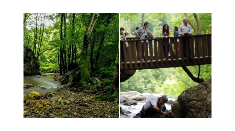 Yalova'da Ormanlara Giriş Yasak! İşte Nedeni ve Detaylar