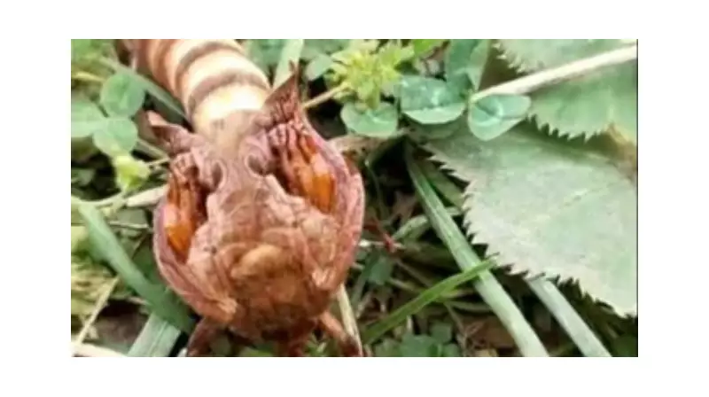 Yaylada Karşılaştığı Eşsiz Böceği Sosyal Medyada Paylaştı! Türünü Merak Edenler Şaşkına Döndü