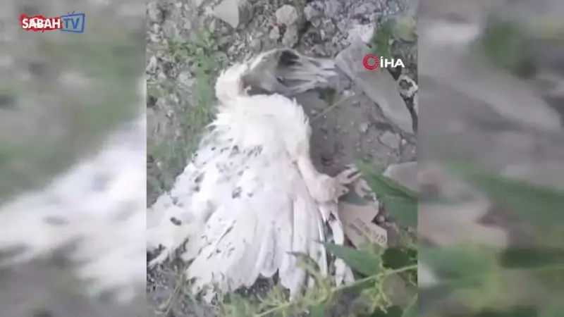 Yüksekova'da Başıboş Köpeklerin Korkunç Saldırısı: 21 Hindi ve Tavuk Telef Oldu!