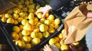1 Kilo Limon Kaç Tane Eder? İşte Limon Alırken Bilmeniz Gerekenler!