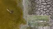 Kuraklık Felaketi: Göl Kurudu, Binlerce Balık Hayatını Kaybetti!