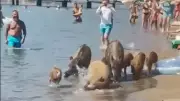 Marmaris'te Domuzların Deniz Keyfi Turistleri Şaşkına Çevirdi!