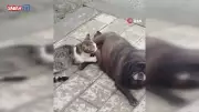 Sokakta Görülmemiş Bir Sevgi: Köpek, Yavru Kediyi Emzirdi! İnanılmaz Anlar Kameralara Yansıdı