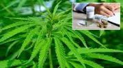 Tıbbi Kenevir Artık Yasal! Eczanelerde Satışı Onaylandı
