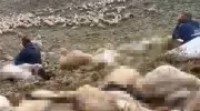 Tunceli'de Yıldırım Felaketi: 200 Küçükbaş Hayvan Telef Oldu!