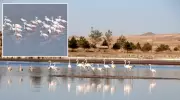 Ulaş Gölü, Kuraklıkla Mücadele Eden Flamingolara Sığınak Oldu!