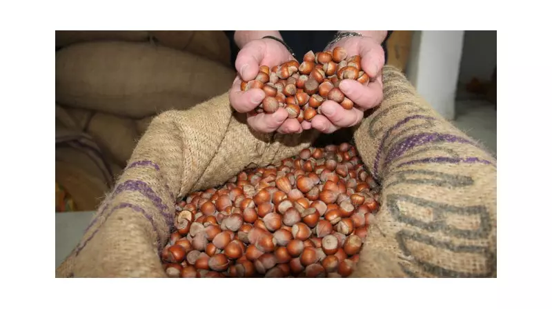 2025-2026 Fındık Alım Fiyatları Açıklandı: Giresun ve Levant Kalitesi Fındığın Kilo Fiyatı Ne Kadar?