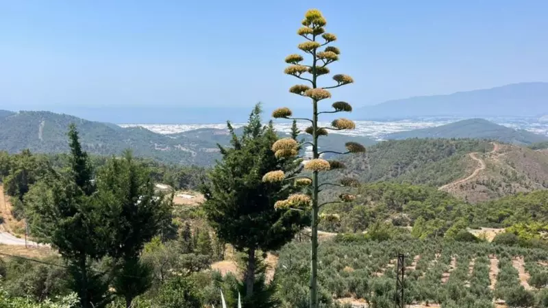 30 Yıl Sonra Patlama Yapan Agave Bitkisi Görenleri Şaşkına Çevirdi!