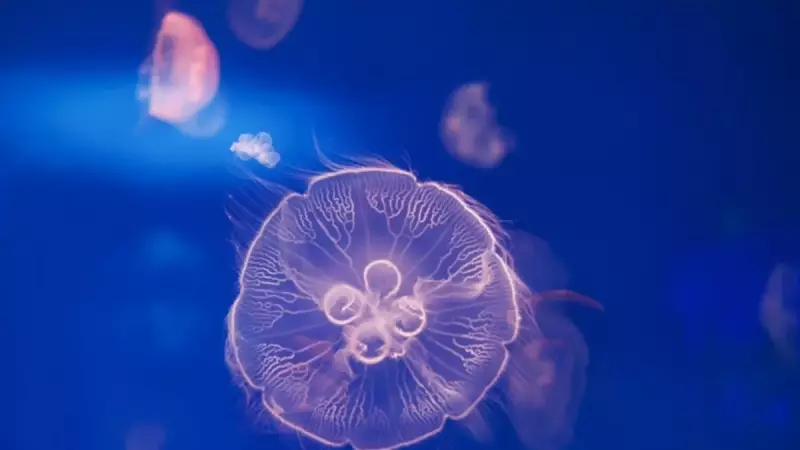 500 Milyon Yıllık Denizanası Şimdi Bilimin Gizli Silahı Oldu!