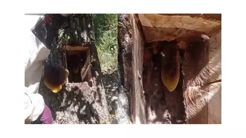 Ağaç Kovuğunda Saklı Altın: Kilolarca Doğal Bal Şaşkınlık Yarattı!