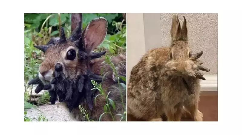 ABD'yi Alarma Geçiren Gizemli Tavşanlar: Kafalarında Çıkan Boynuzlar Bilim Dünyasını Karıştırdı!