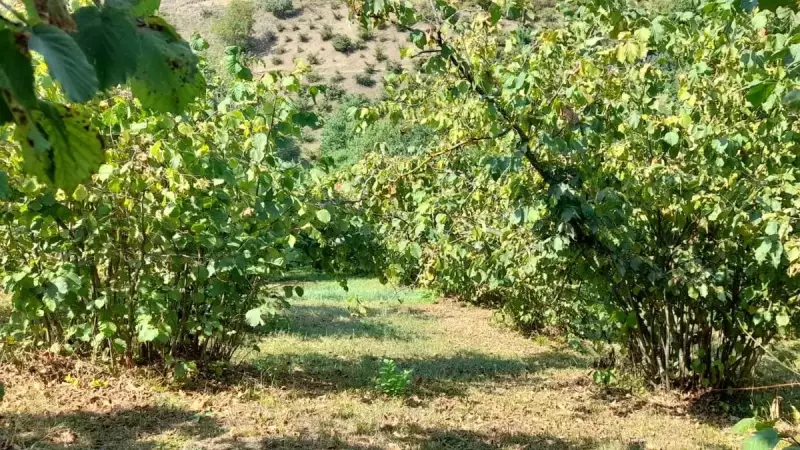 Acı Dolu Bir Kaza: Fındık Toplarken Uçurumdan Yuvarlanan Anne Hayatını Kaybetti, Kurtarmaya Çalışan Oğlu Yaralandı