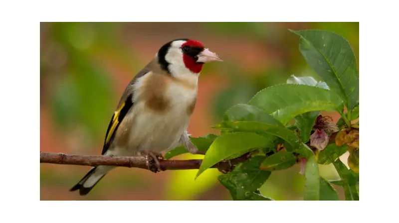 Adana'da Evinde Saka Kuşu Bulundu! 151 Bin 200 Lira Ceza Yedi