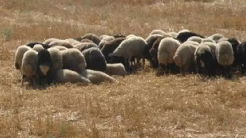 Adana'da SAP Hastalığı Alarmı: Yeni Tedbirler Devreye Giriyor!