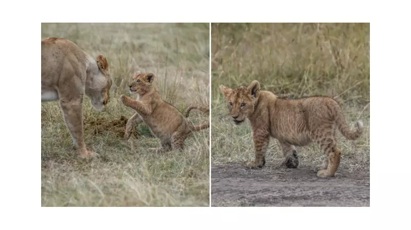 Afrika'nın Aslanları: Yaşam Mücadelesi ve Kaçak Avcılık Tehdidi