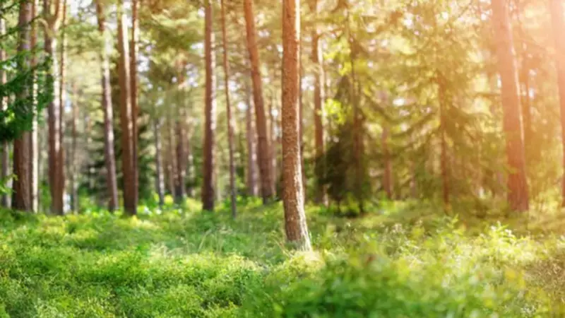 Akbelen Ormanı'nda Nefes Kesen Gelişme: İkizköylülerin Mücadelesi ve Yeni Karar