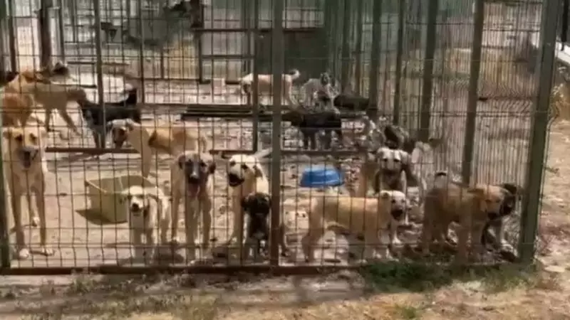 Açlık ve Susuzluk Can Aldı: İki Çocuğun Dramı Yürekleri Burktu!