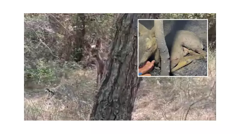 Çanakkale'deki Yangında Kurtarılan Yavru Ceylana Su İçiren Ekipler Yürekleri Isıttı!