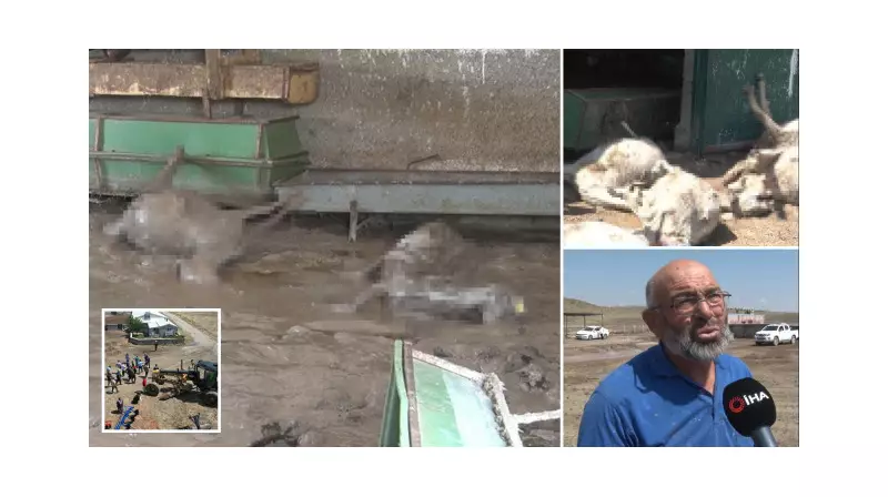 Ankara'da Sel Felaketi: Çiftlik Vuruldu, 25 Küçükbaş Hayvan Telef Oldu!