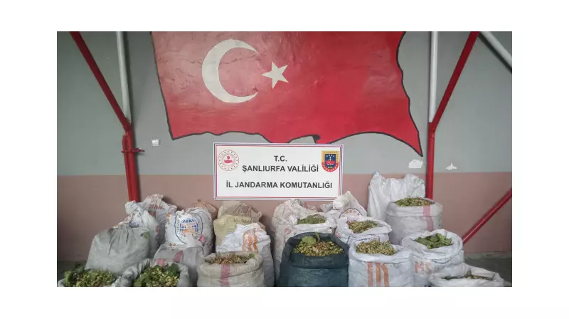 Şanlıurfa'da Fıstık Hırsızlarına Operasyon: 13 Şüpheli Yakalandı!