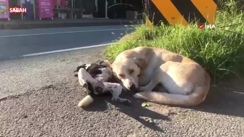 Anne Köpeğin Yürek Burkan Hikayesi: Yavrusunun Başından Bir An Bile Ayrılmadı!