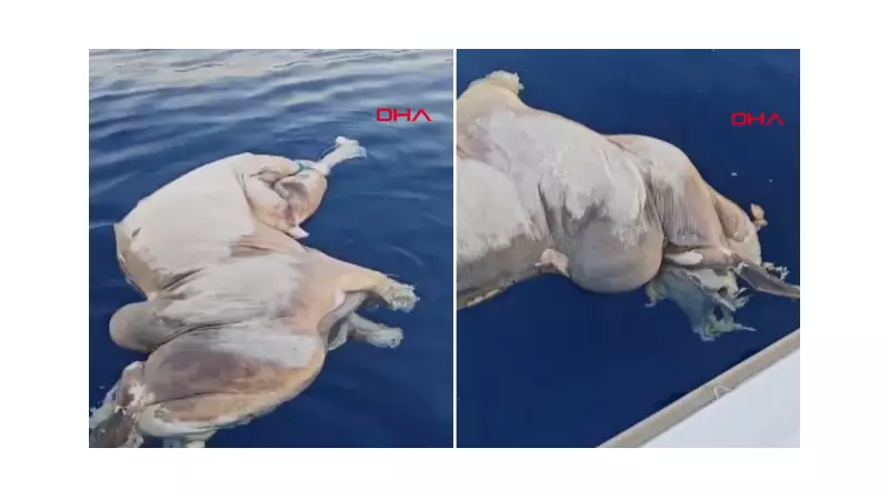 Antalya Açıklarında İnanılmaz Keşif: Tekneyle Gezerken Karşılarına Çıkan Şey Herkesi Şaşkına Çevirdi!