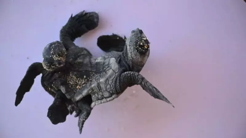 Antalya Sahillerinde Nadir Görülen Siyam İkizi Caretta Caretta Yavruları Kameralara Yakalandı!