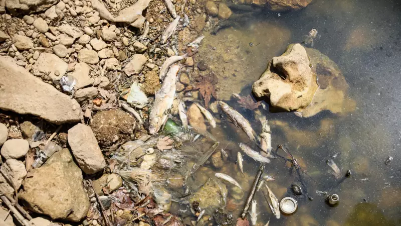 Antalya'da Su Seviyesinin Düşmesiyle Yüzlerce Endemik Balık Yaşamını Yitirdi!