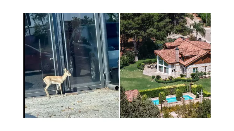 Antalya'da Villa Bahçesinden Sıra Dışı Kaçış! İş Adamının Ceylanı Sırra Kadem Bastı