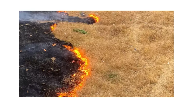 Anız Yakmanın Çevreye ve Canlı Yaşamına Zararları: Toprağı Öldürüyor!