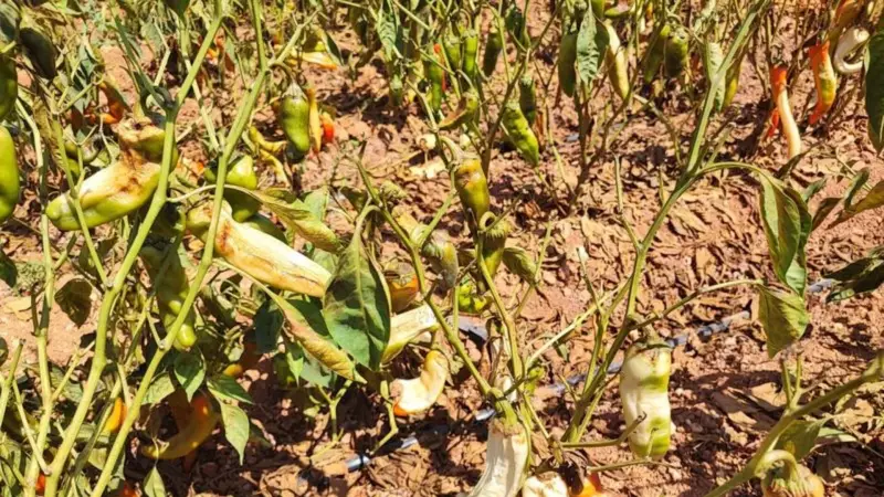 Aşırı Sıcaklar Biberlere Göz Açtırmadı: Çiftçilerin Yürek Burkan Hikayesi