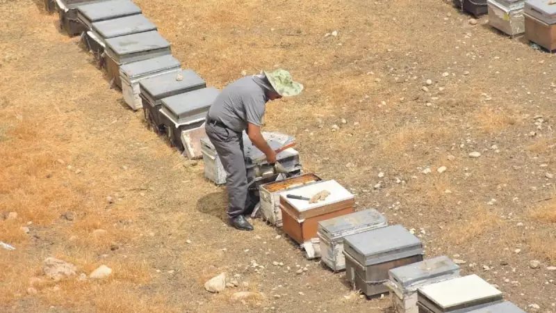 Arıcılıkta Devrim: Devlet Desteğiyle 500 Kovana Ulaşan Başarı Hikayesi!