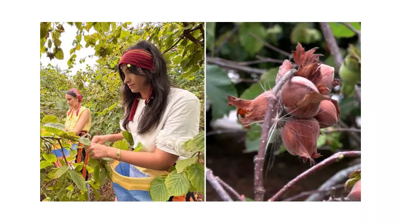 Arşin Fosası: Coğrafi İşaretli Lezzetin Hasadı Başladı!