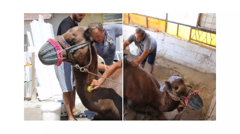 Aydın'da Kavurucu Sıcaklar Develeri Vurdu! Serinleme Operasyonu Başladı