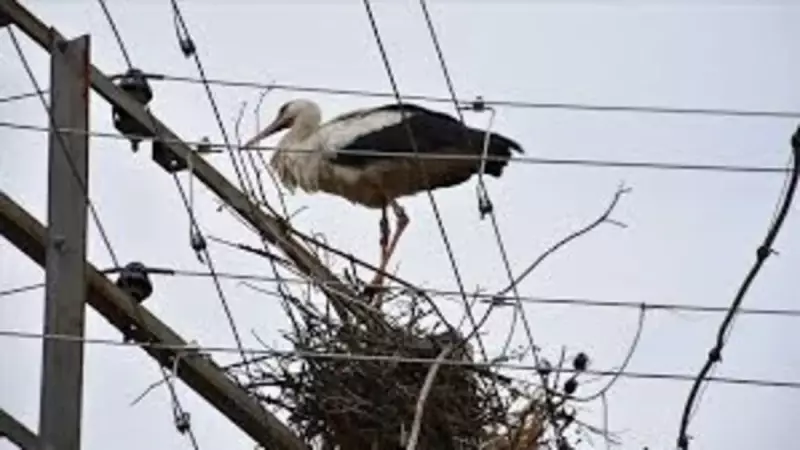 Aydın'da Yalnız Kalan Yavru Leylek İçin Umut Işığı: Şimdi Güvende!