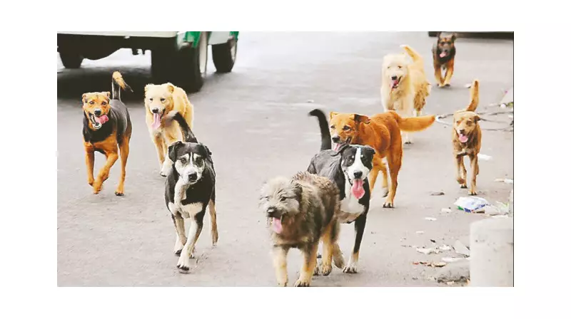 Başıboş Köpekler İlçeyi Tehdit Ediyor: Vatandaşlar 'Acilen Toplayın' Çağrısı Yaptı!