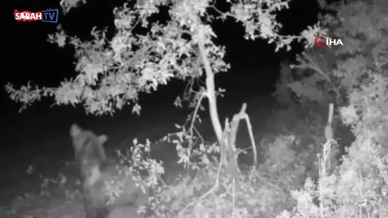 Bahçeye Giren Ayı, Meyve Peşinde Ağaçları Talan Etti! İşte O Anlar