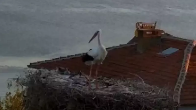 Balıkesir'deki Depremde Yaren Leylek'in İlginç Tepkisi: Gece Boyunca Kanat Çırptı!