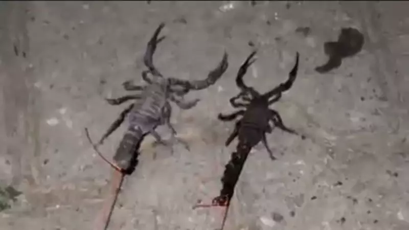 Batman'da Akrep İstilası: Köylüler Korku İçinde!