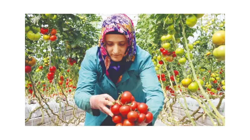 Batman'da Dev Adım: Organize Sera Projesi ile Tarımda Yeni Bir Çağ Başlıyor!