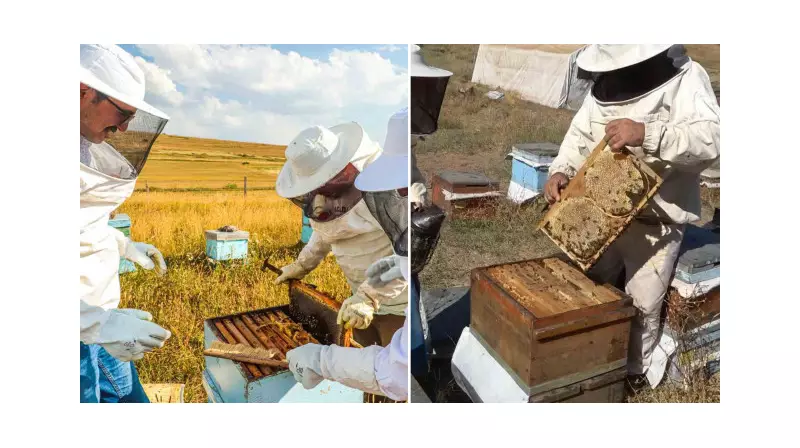 Bayburt'ta Kavurucu Sıcakta Arıcıların Bal Hasatı: İlk Ballar Sofralara Hazır!