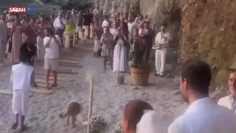 Bestemsu Özdemir ve Eşi Tolga Sarıtaş'tan Muhteşem Düğün! İşte İlk Görüntüler