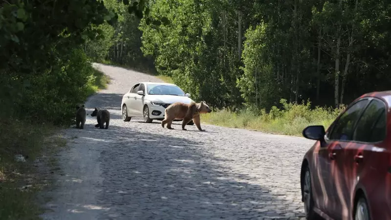 Bitlis'te İnanılmaz Kurtuluş: Ayı Saldırısından Son Anda Sıyrıldı!