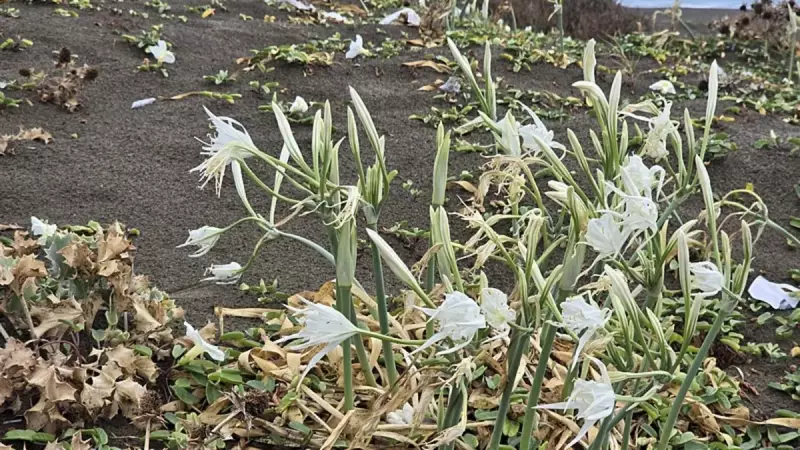 Bu Çiçeği Koparmanın Cezası Servet Gibi: İşte Türkiye'nin Altın Değerindeki Endemik Bitkisi