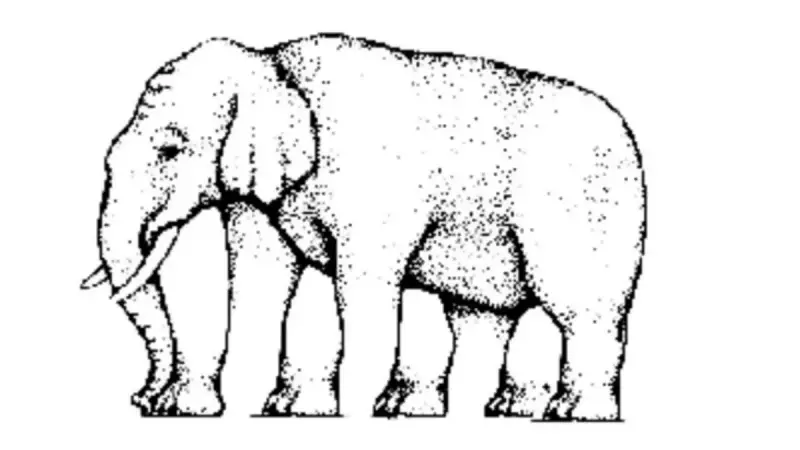 Bu Zeka Sorusu Profesörleri Bile Şaşırttı: Filin Kaç Ayağı Var?