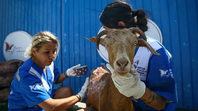 Bursa, Çanakkale ve İzmir'deki Yangınlardan Yaralanan 15 Küçükbaş Hayvan Şimdi Güvende!