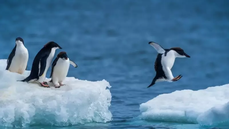 Buzullar Erirken: Dünya'nın Son Çağrıya Cevabı Ne Olacak?