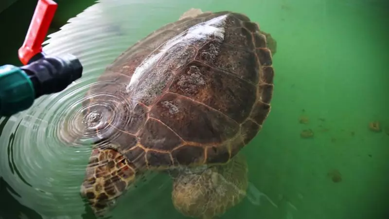 Caretta Tuba Yine Yollarda: İkinci Dünya Turu İçin Geri Sayım Başladı!